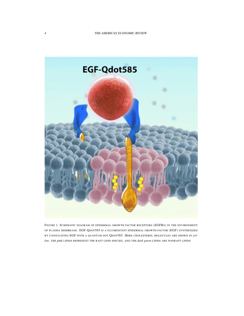 American Economic Review Template American Economic Association
