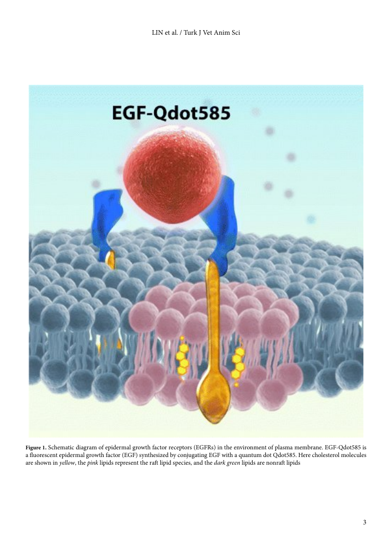 Turkish Journal of Veterinary and Animal Sciences Template The