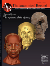 The Anatomical Record template (Wiley)