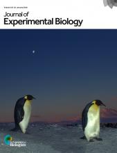 Journal of Experimental Biology template (The Company of Biologists)
